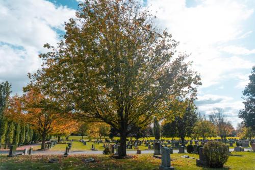 Fall at Groveside Cemetery 1