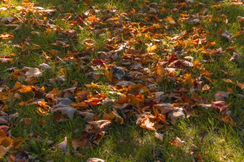 Fall at Groveside Cemetery 2